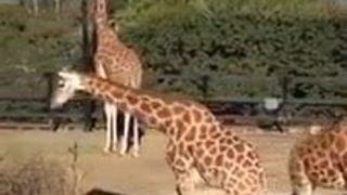 オーストラリアの女子高生が動物園に旅行