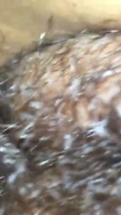 Behaarte Fotze und grosser Penis Porno | Clip 2