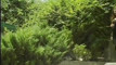 Pratinjau video