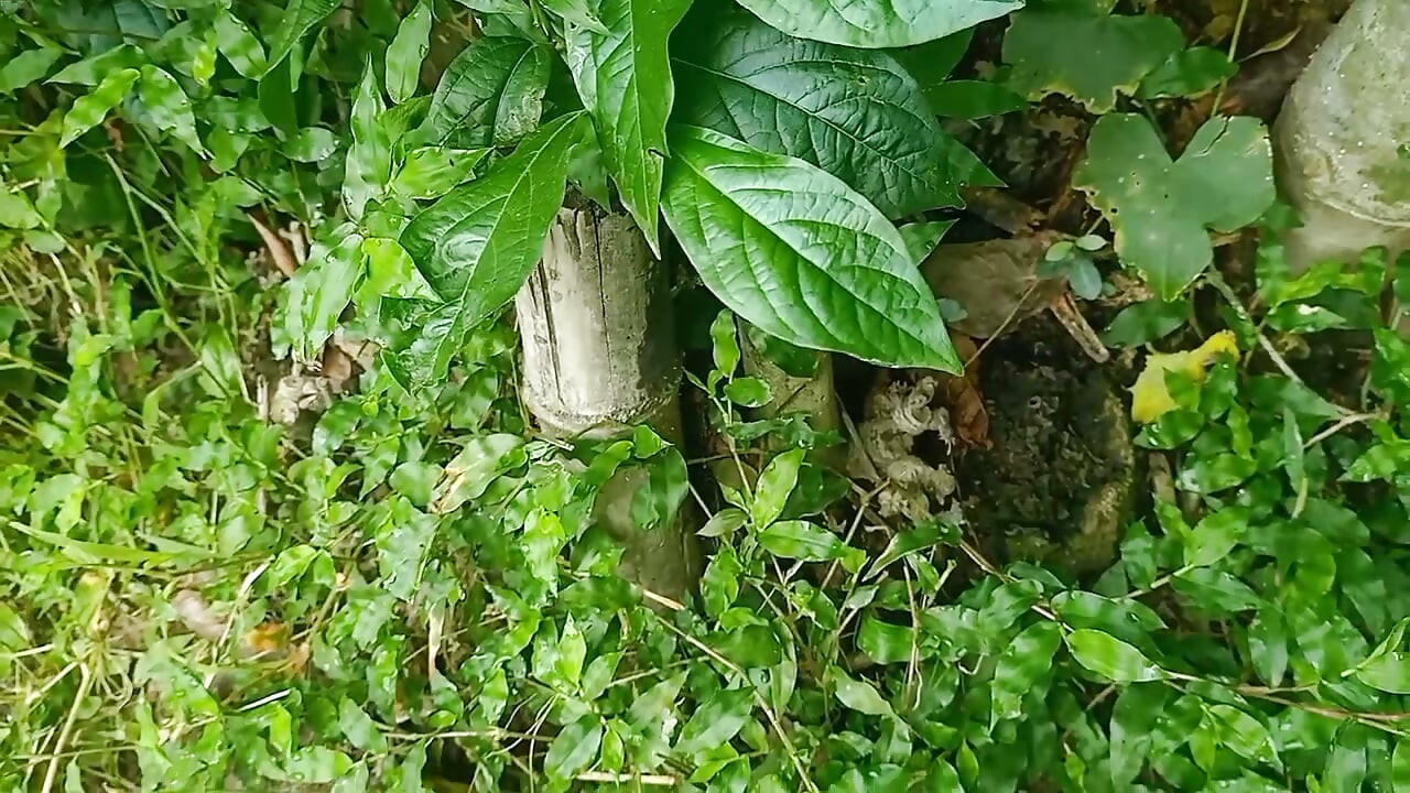ইন্ডিয়ান দেশি ছেলে পুরোপুরি মজা নিচ্ছে