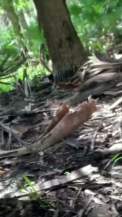 Hiking and Fucking at the Myakka River | Clip 3
