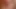nipple which smells of the cum