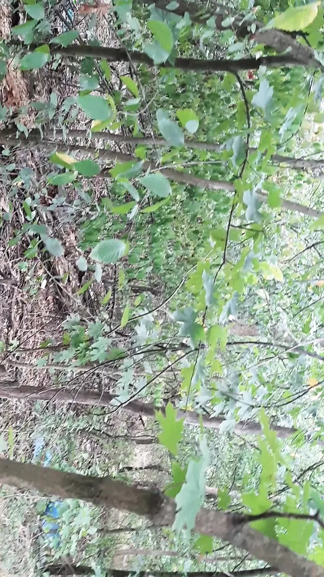 We fuck in the woods so no one knows we're lesbians