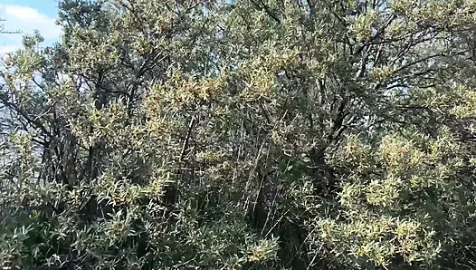 Outdoor Sex