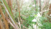 Pratinjau video