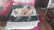 Pregled videozapisa