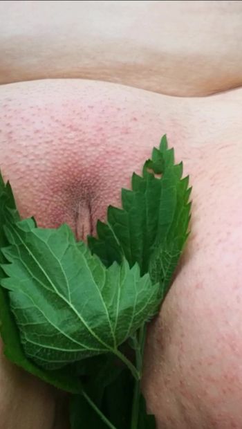 Pussy with nettles processed outdoor