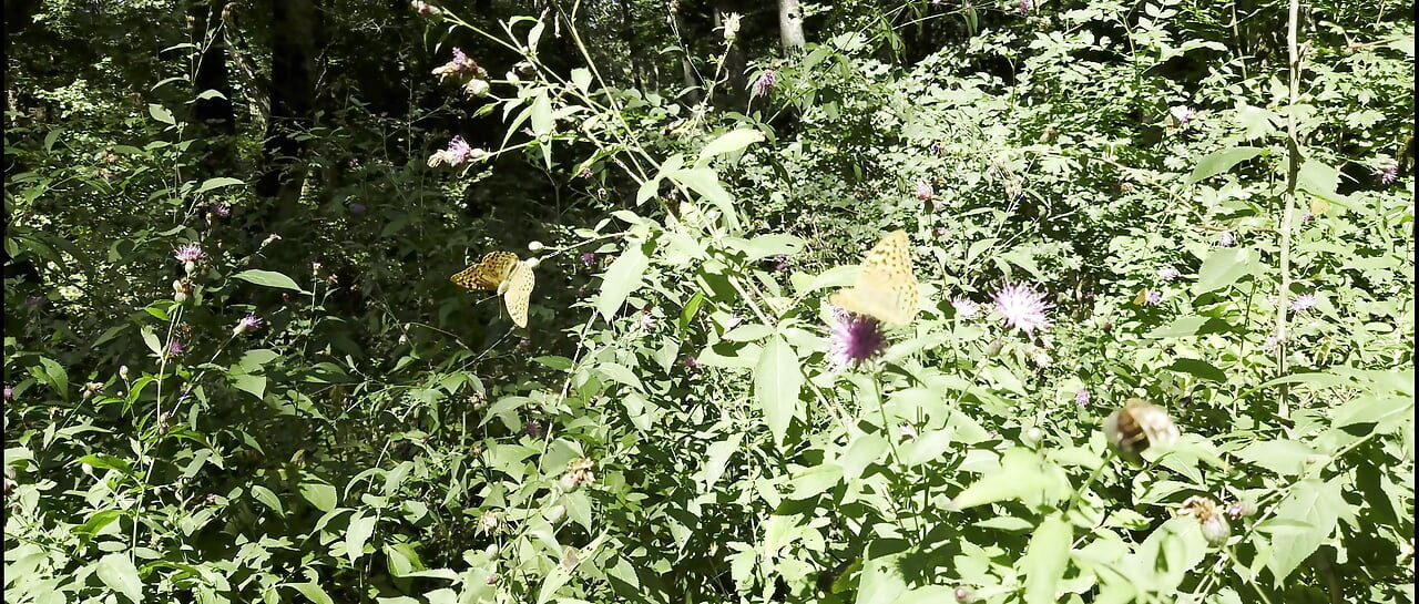 Najava Mesmeriza 40 01 MOV KINO ISJEČAK 855__7777777 20250823130053420