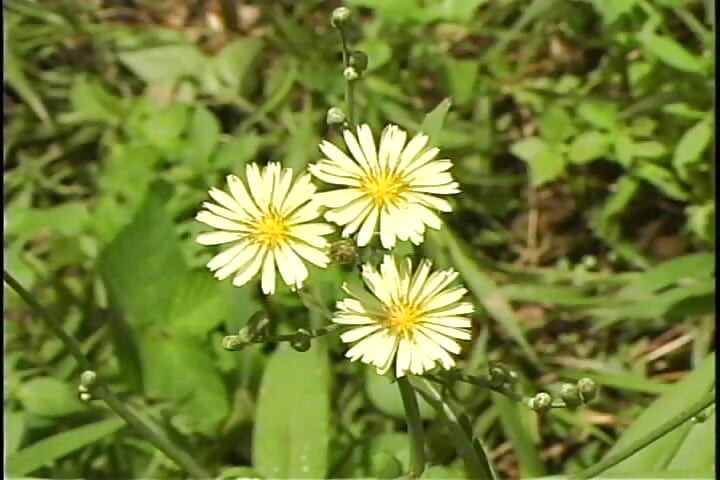 Mali analni kremasti puhasti 03