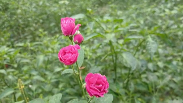 农村热辣男孩和女孩性爱故事孟加拉语