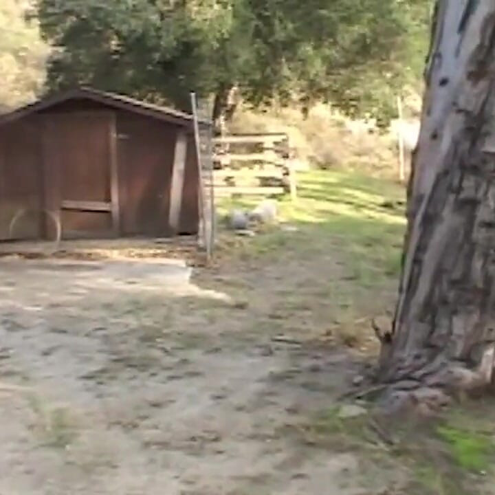 Trailer Trash Cougar Gets All Holes Filled Outdoors