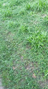 Pratinjau video