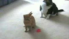 Kot kontra wskaźnik laserowy!