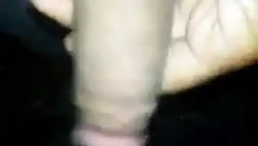 Zebi
