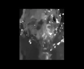underwater compilation