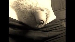 Precum begins to flow from tiny cock