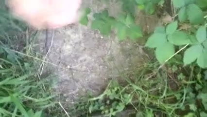 in forest