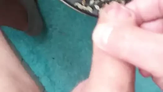 küçük horoz boşalan