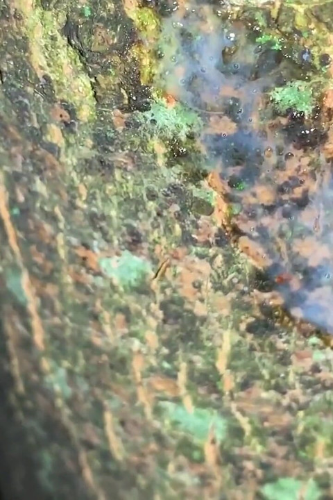 Cumshot on a Tree and Close up Look on My Fresh Load