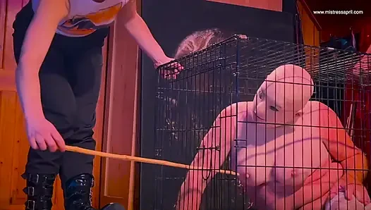 Sahibe April kölesine yapay zeka yükseltmesi yapıyor