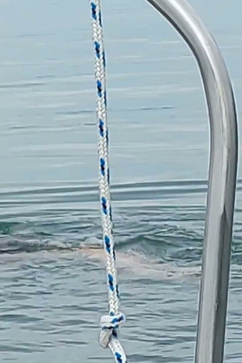 Granny Goes Swimming in a Sexy Swimsuit
