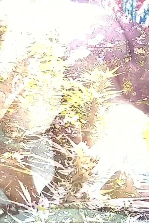 Sexy Granny Doggystyle Creampie Pussy Farting Compilation