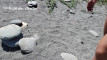 Pratinjau video