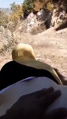 Hijab arabe