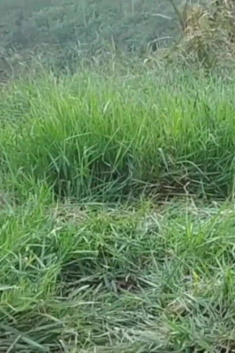 Tetanggaku yang nakal