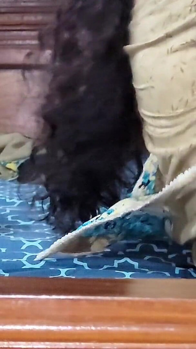 Trenutak koji morate podijeliti iz ""Pravi Desi par Potpuna seksi noć - divlja romansa""