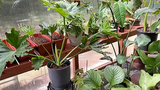Spring Greenhouse Tour