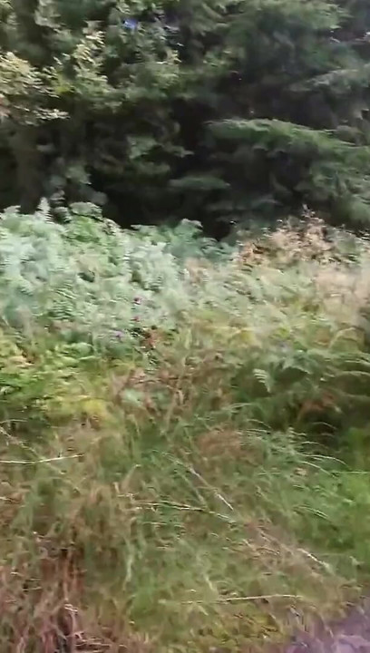 Scottish Quickie