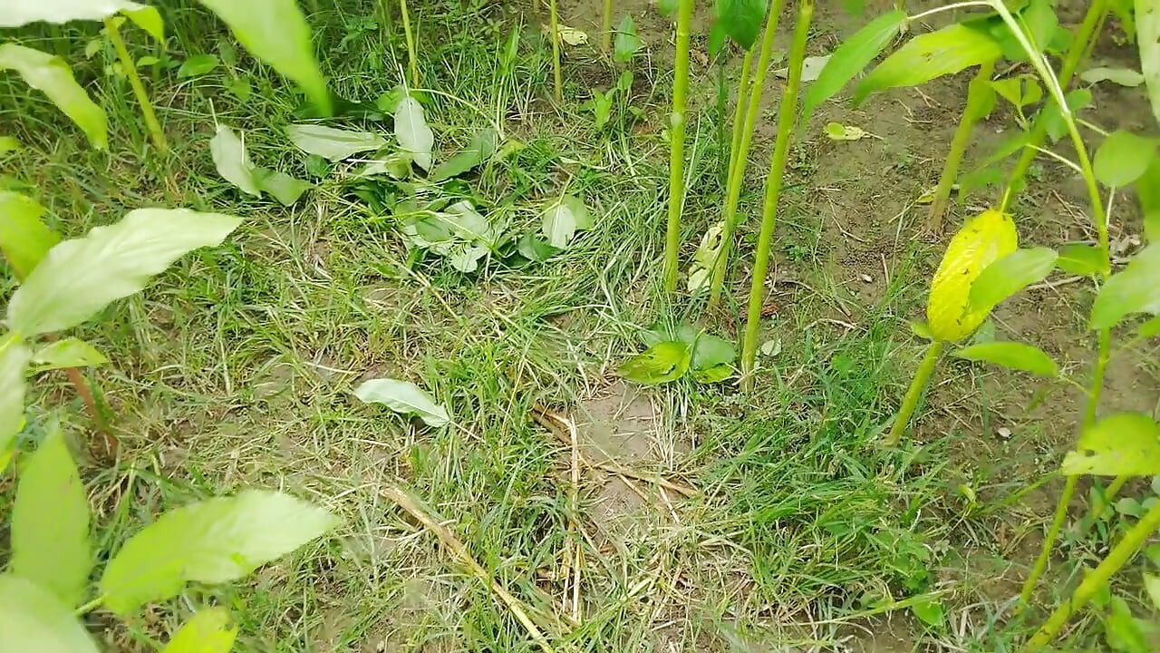 Alone time with sister in law at the jute field