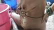 Pregled videozapisa