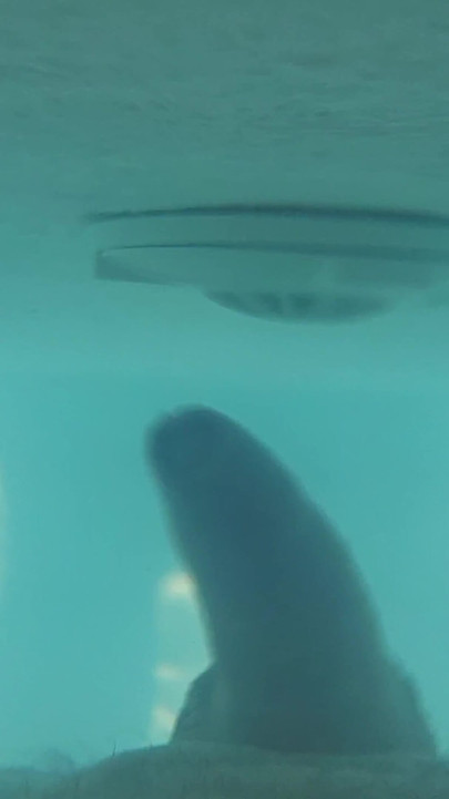 Water jet orgasm in pool | Clip 1