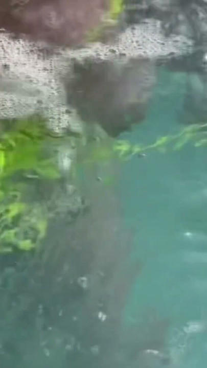 Artemisia Love flashing her juicy big tits underwater for you wearing a sexy bikini | Clip 1