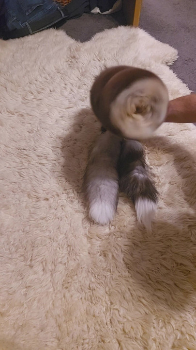 A drill covered in fur..and it is amazing. Furry fetish toys