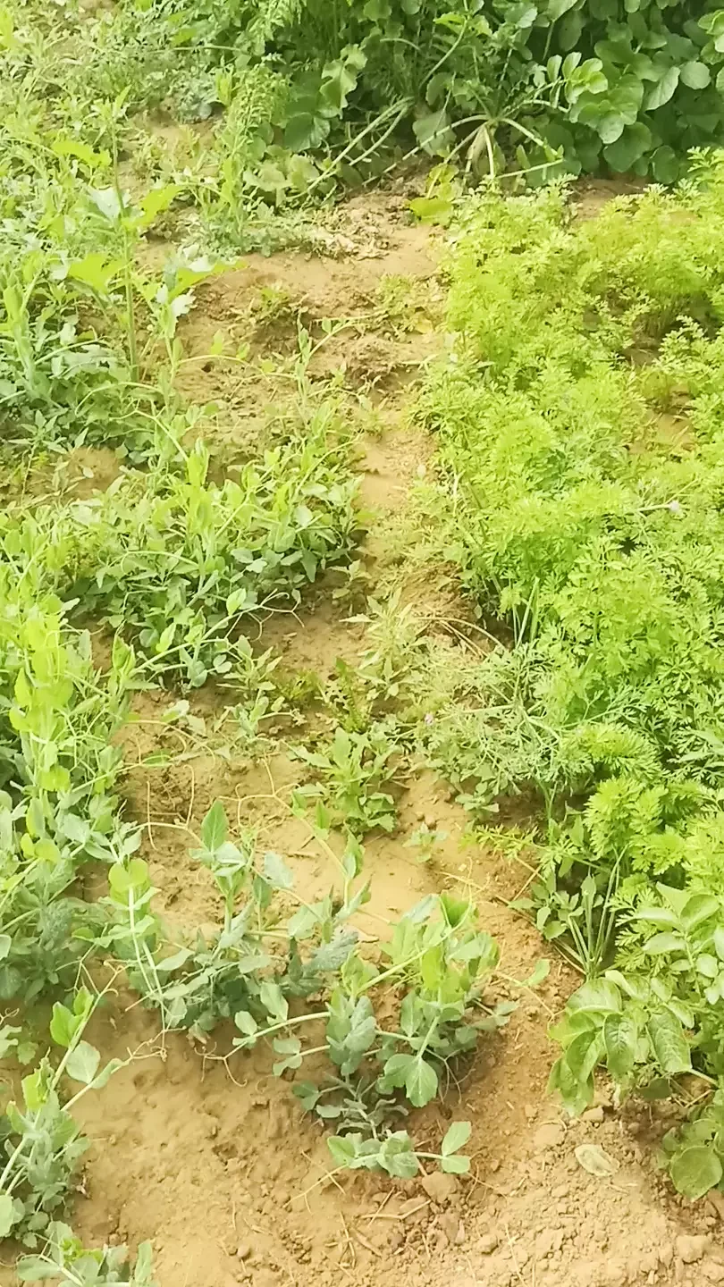 Als een geile man je niet meer laat gaan om je weer te neuken, video 1