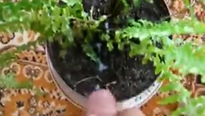 twinks içine houseplant 2