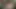 İngiliz kabadayı kahrolası Hint kedi (yarış)