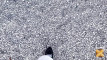 Pratinjau video
