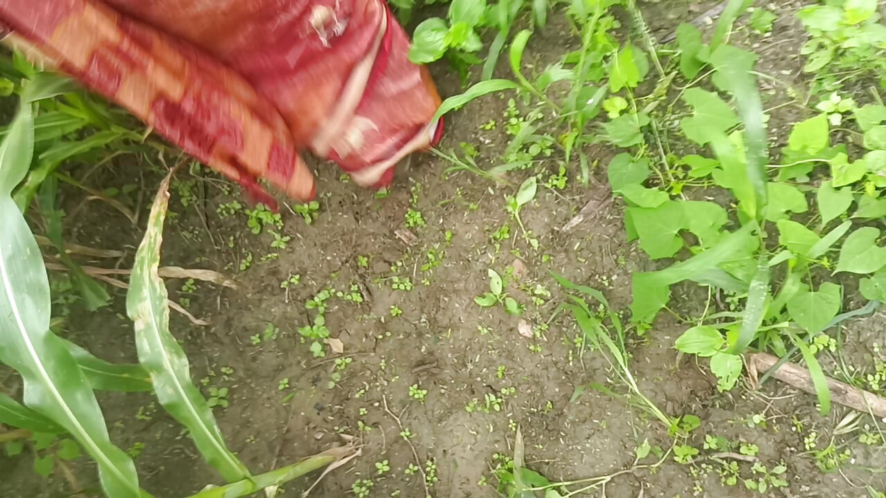 Sister-in-law called me to the field of maize today and sister-in-law sucked my cock and removed the water, then I picked up sister-in-law's two legs and fucked my sister-in-law loudly.