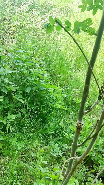Outdoor public chastity anal dildo horny straight guy