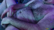 Pregled videozapisa