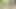 🌳4-legged exhibition in the forest, little tease in search of cocks. Cumslut P U B L I C [27Jun25] French Transvestite