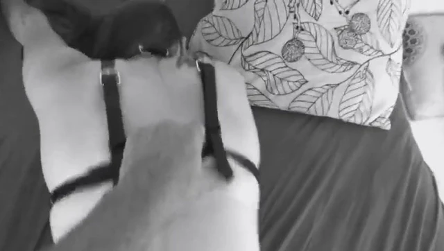 doggy