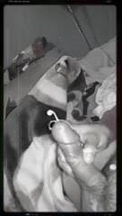 Cum shot
