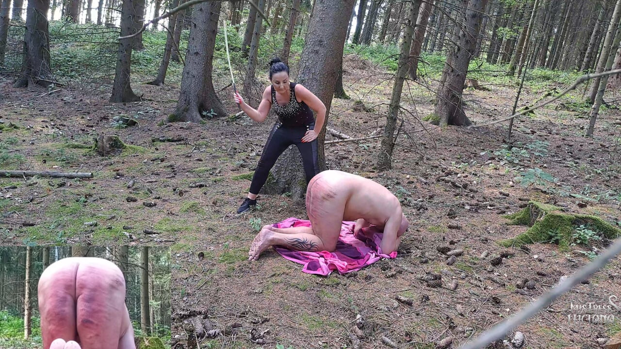 Rohrstock im wald 2