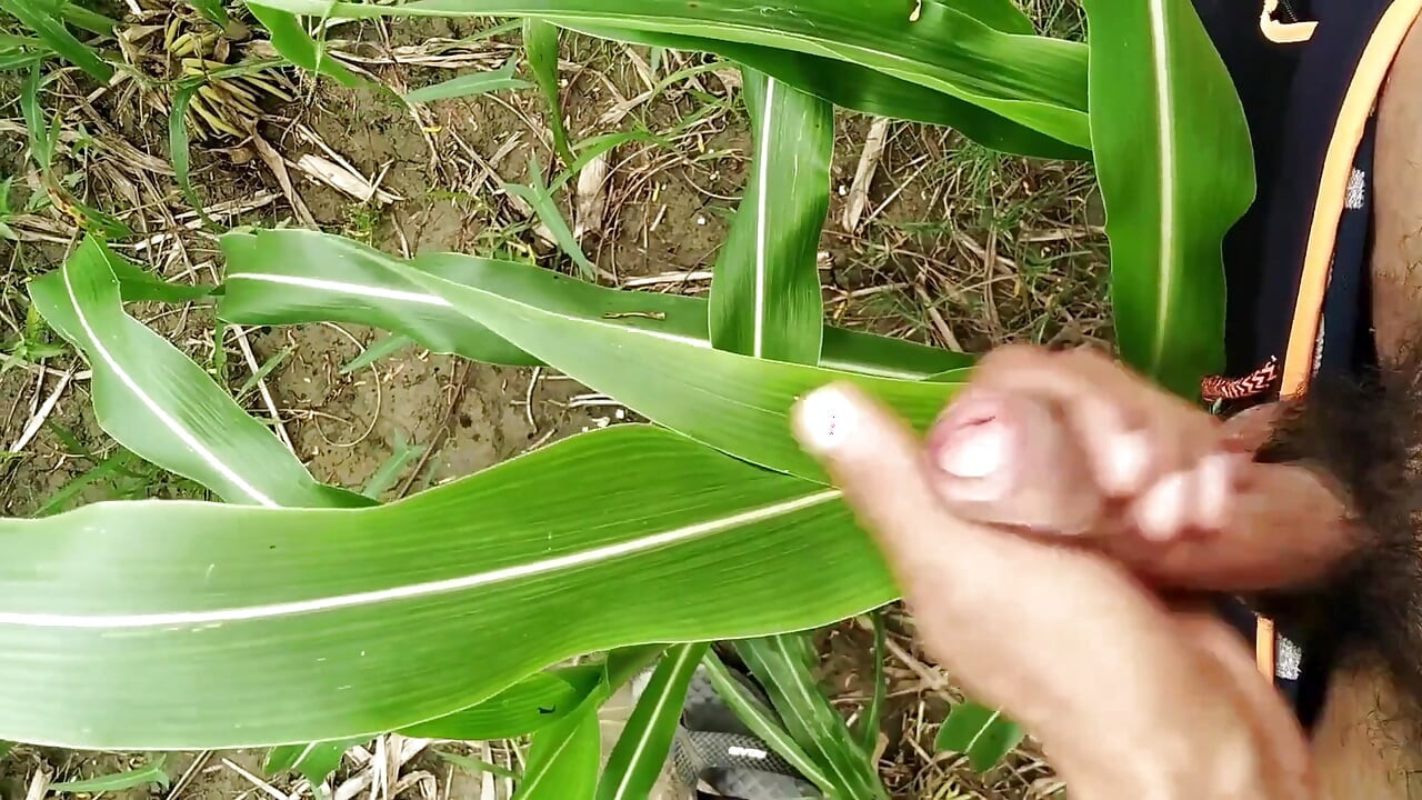 大きなコックカミングオンフィールド、ミルクザーメン