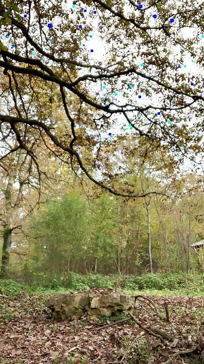Walk in the forest